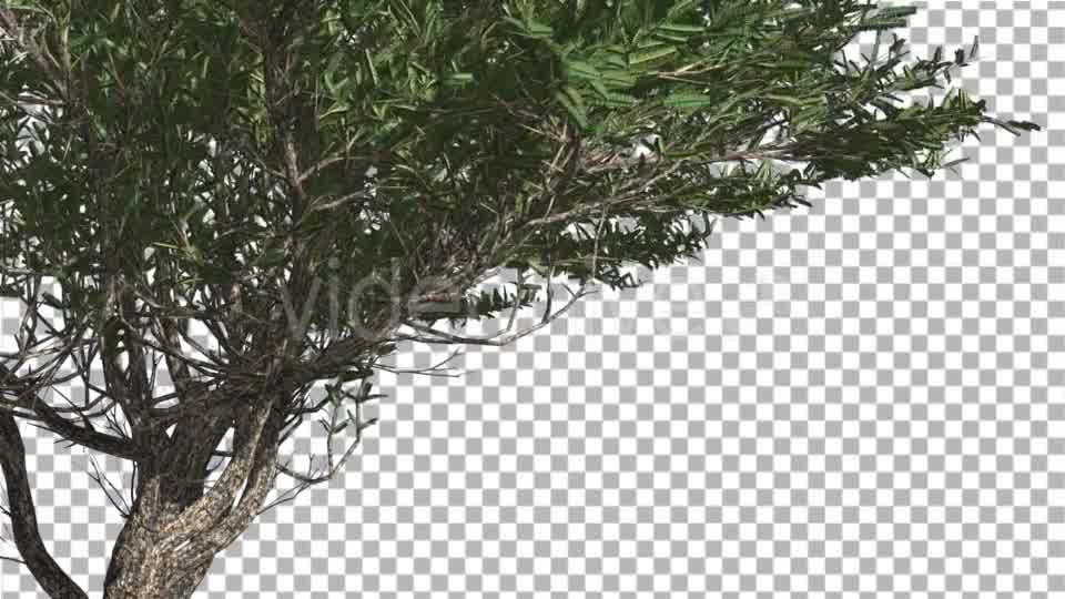 Umbrella Thorn Thin Tree Branches Are Swaying - Download Videohive 14758066