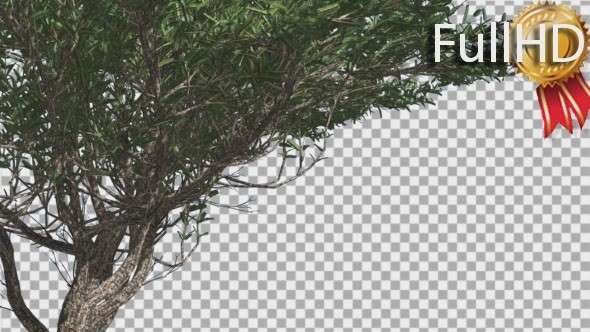 Umbrella Thorn Thin Tree Branches Are Swaying - Download Videohive 14758066