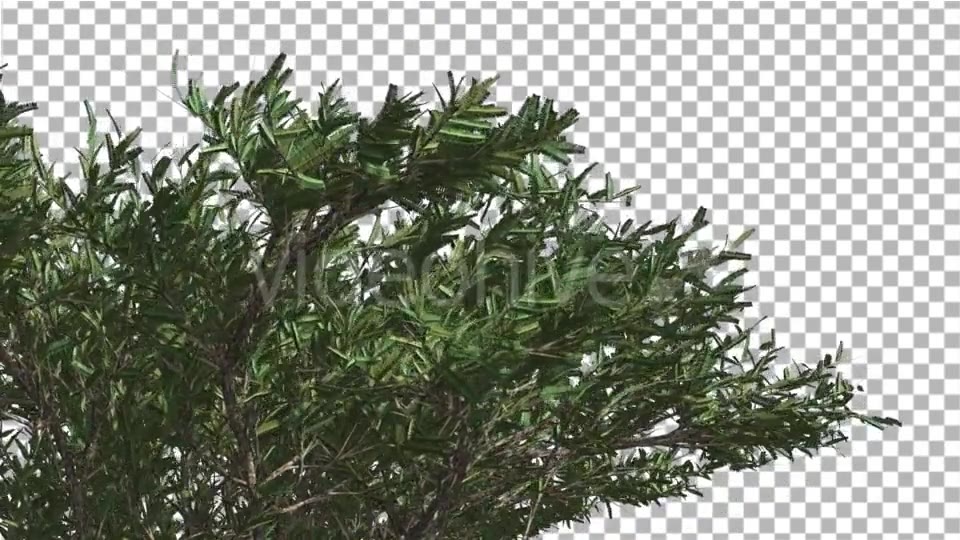 Umbrella Thorn Top of Crown Tree is Swaying Windy - Download Videohive 14806664