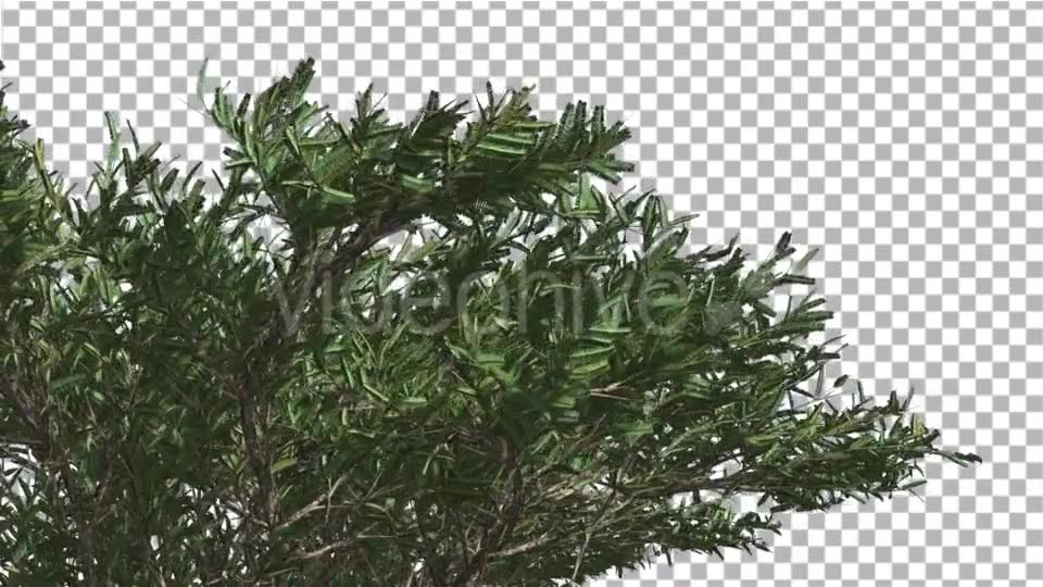 Umbrella Thorn Top of Crown Tree is Swaying Windy - Download Videohive 14806664