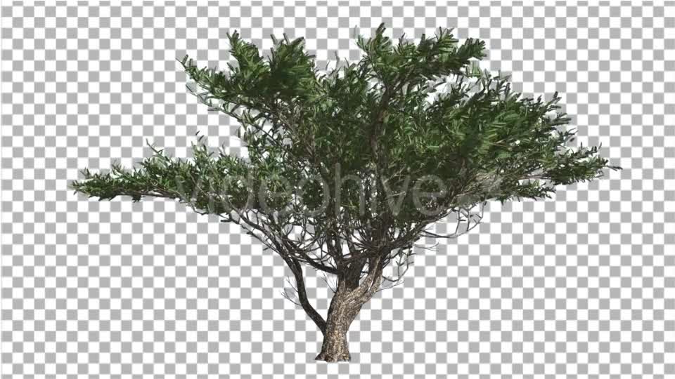 Umbrella Thorn Tree is Swaying at The Wind Green - Download Videohive 14811094