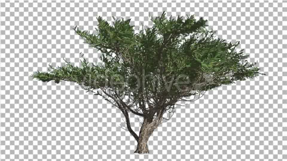 Umbrella Thorn Tree is Swaying at The Wind Green - Download Videohive 14811094