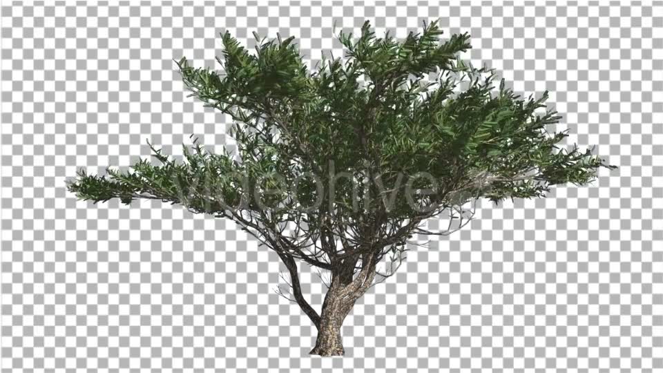 Umbrella Thorn Tree is Swaying at The Wind Green - Download Videohive 14811094