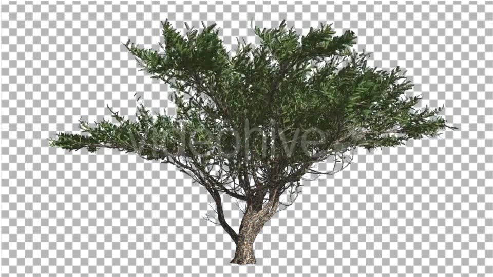 Umbrella Thorn Tree is Swaying at The Wind Green - Download Videohive 14811094