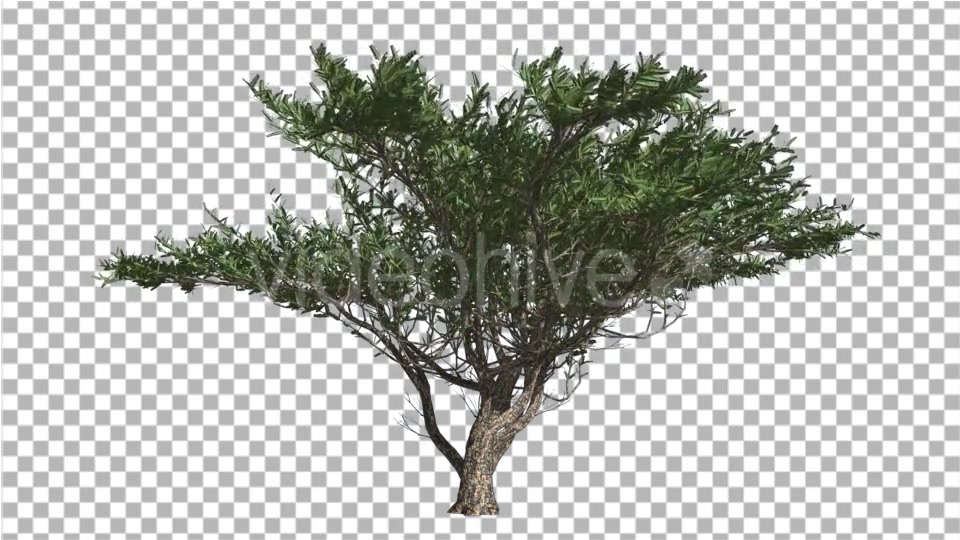 Umbrella Thorn Tree is Swaying at The Wind Green - Download Videohive 14811094