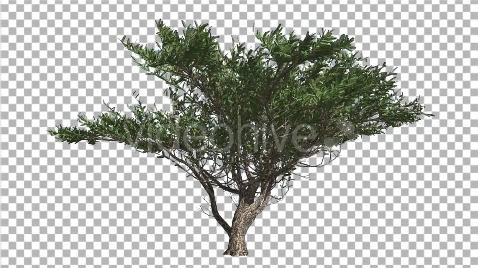 Umbrella Thorn Tree is Swaying at The Wind Green - Download Videohive 14811094