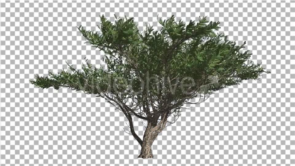 Umbrella Thorn Tree is Swaying at The Wind Green - Download Videohive 14811094