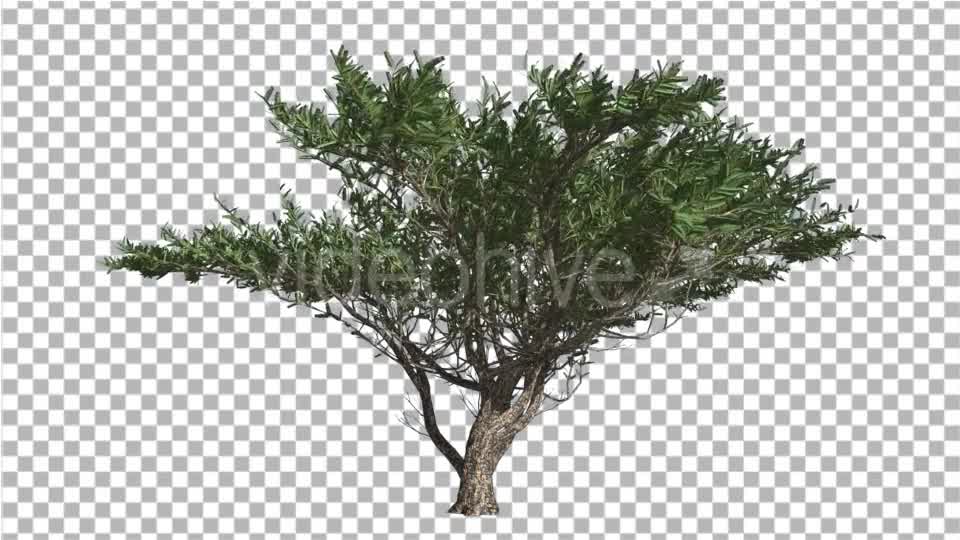 Umbrella Thorn Tree is Swaying at The Wind Green - Download Videohive 14811094