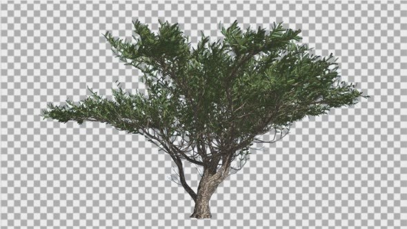 Umbrella Thorn Tree is Swaying at The Wind Green - Download Videohive 14811094