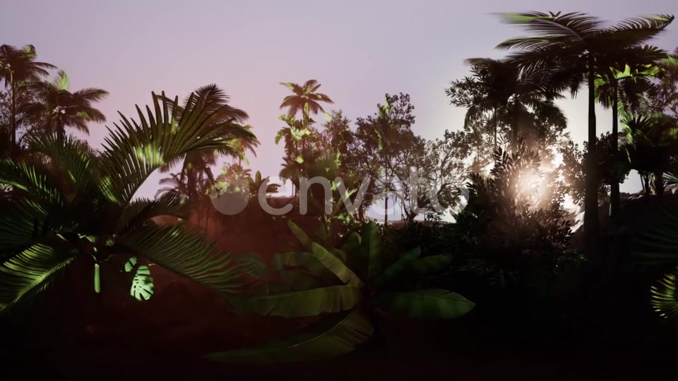 VR360 Camera Moving in a Tropical Jungle Rainforest - Download Videohive 21987176