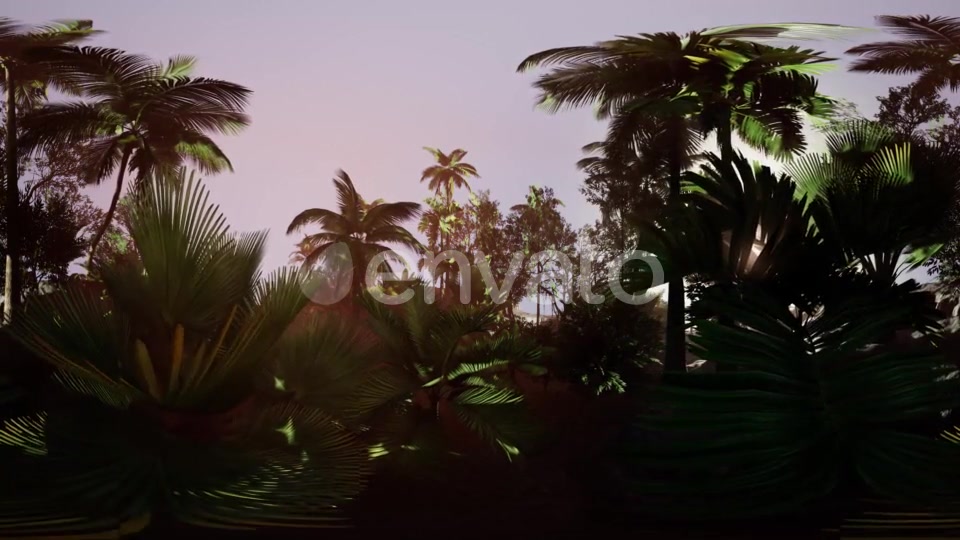 VR360 Camera Moving in a Tropical Jungle Rainforest - Download Videohive 21987176