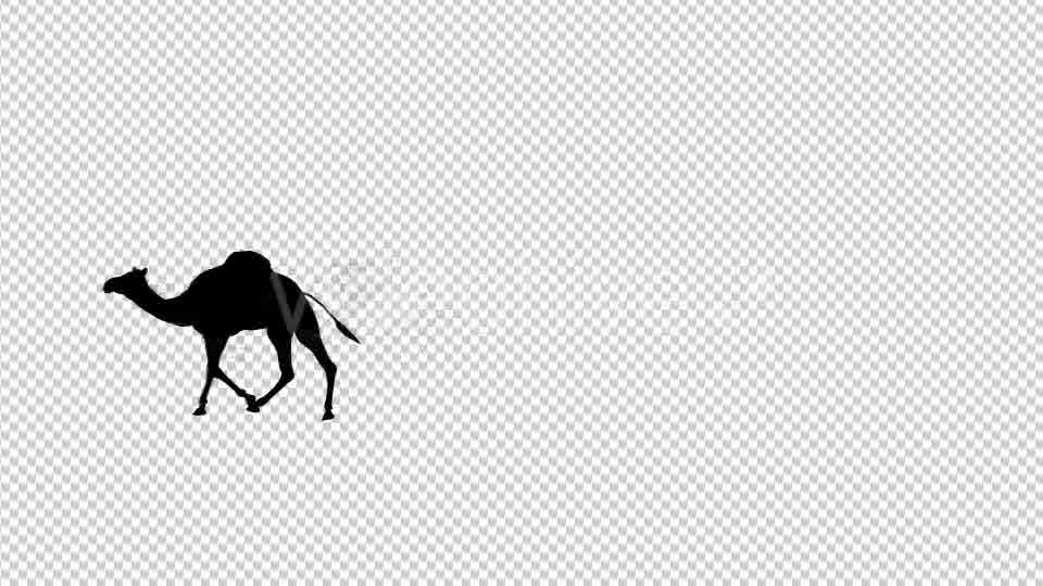 Walking Camel Silhouette - Download Videohive 19511758