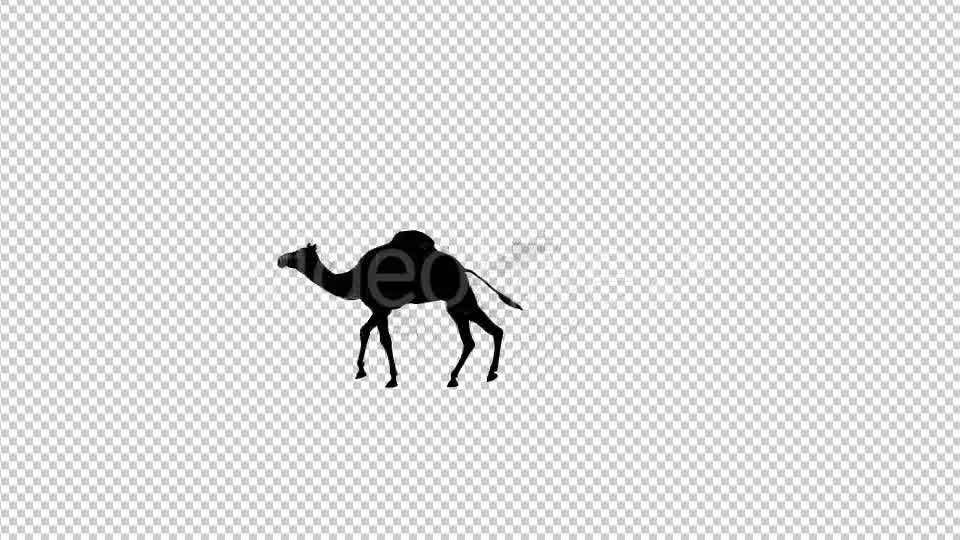 Walking Camel Silhouette - Download Videohive 19511758