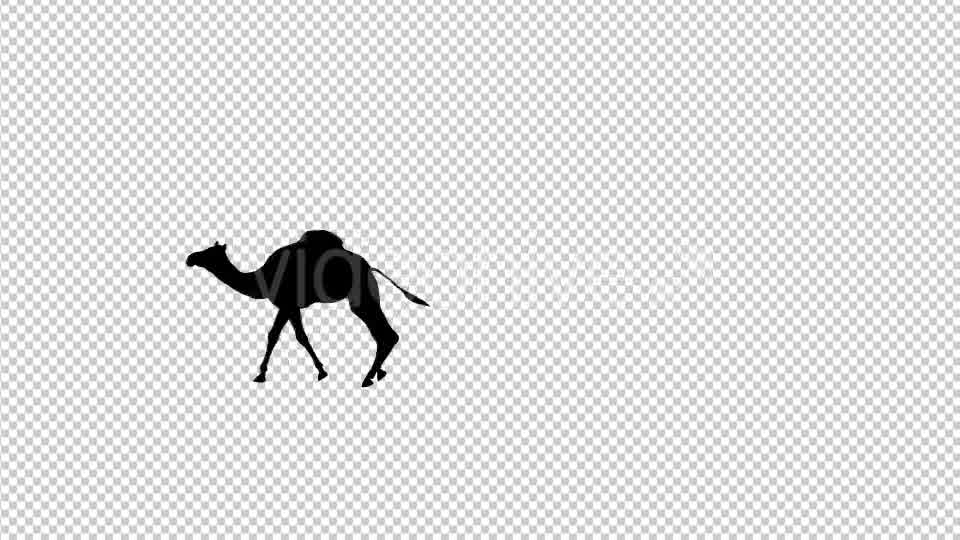 Walking Camel Silhouette - Download Videohive 19511758