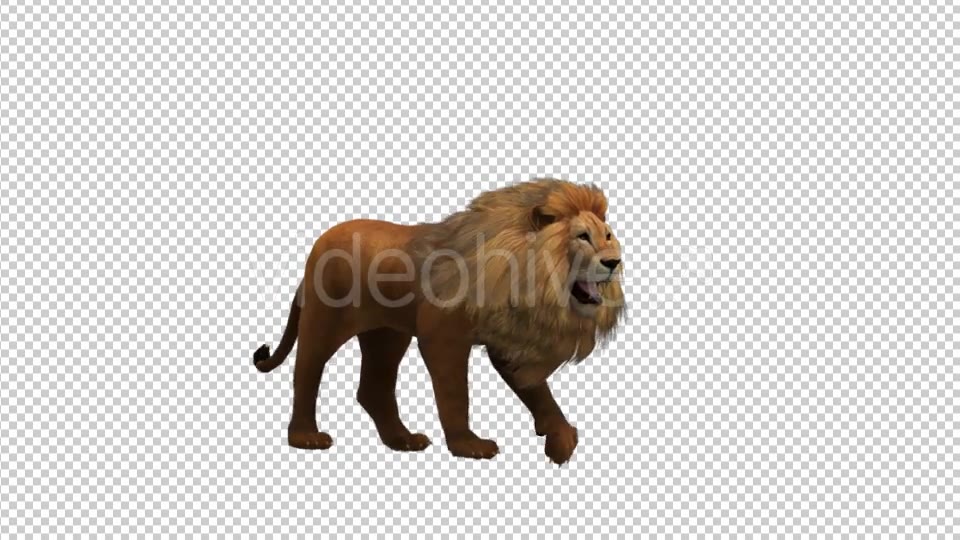 Walking Lion - Download Videohive 21180064