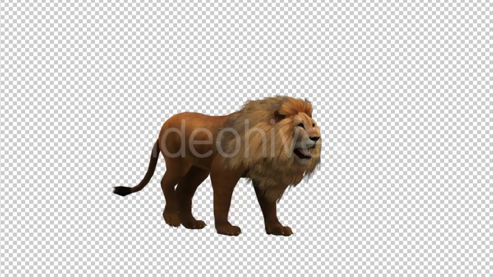 Walking Lion - Download Videohive 21180064