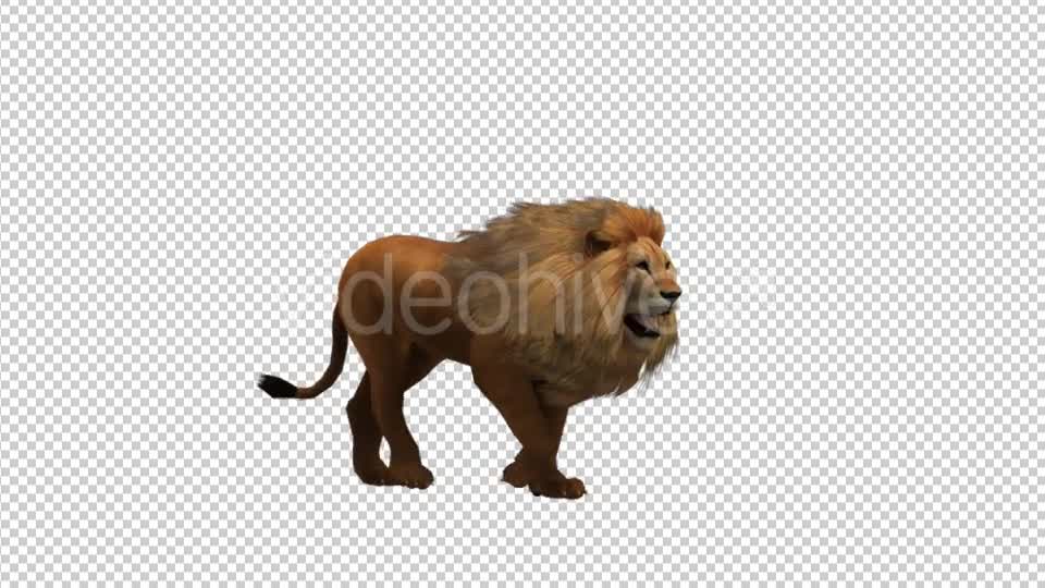 Walking Lion - Download Videohive 21180064