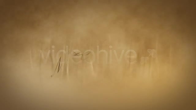 Wedding gold words Videohive 1874252 After Effects Image 1
