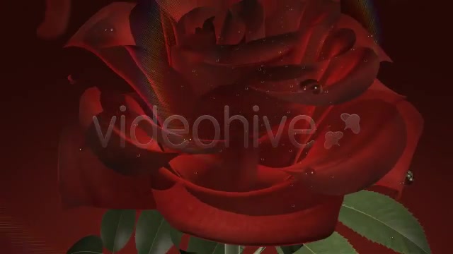 Wedding Rose - Download Videohive 4351024