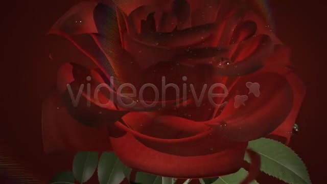 Wedding Rose - Download Videohive 4351024