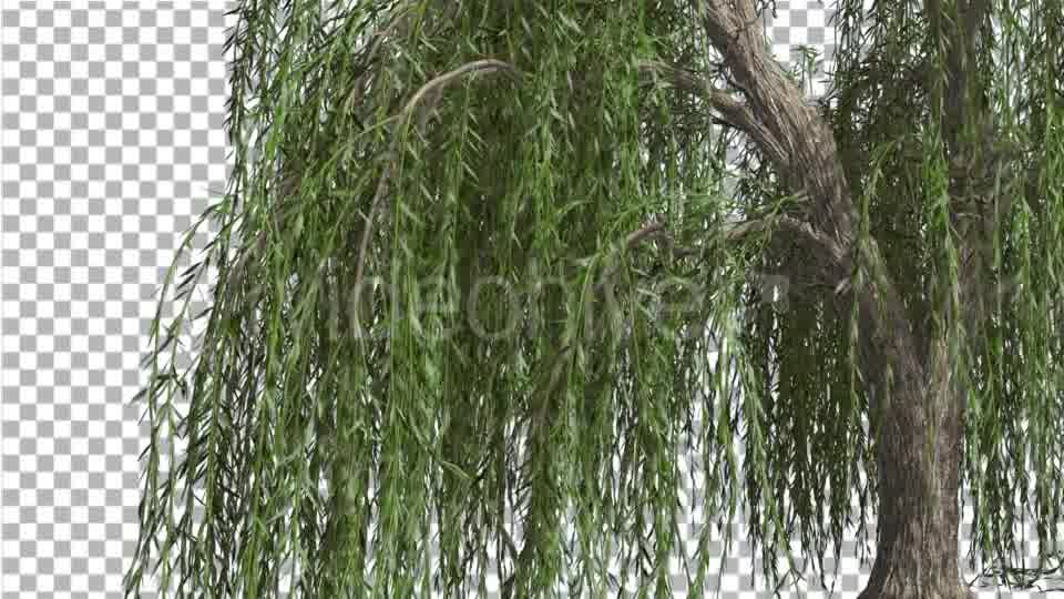 Weeping Willow Hanging Tree Branches Are Swaying - Download Videohive 14754160