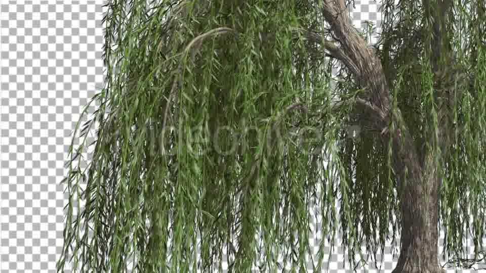 Weeping Willow Hanging Tree Branches Are Swaying - Download Videohive 14754160