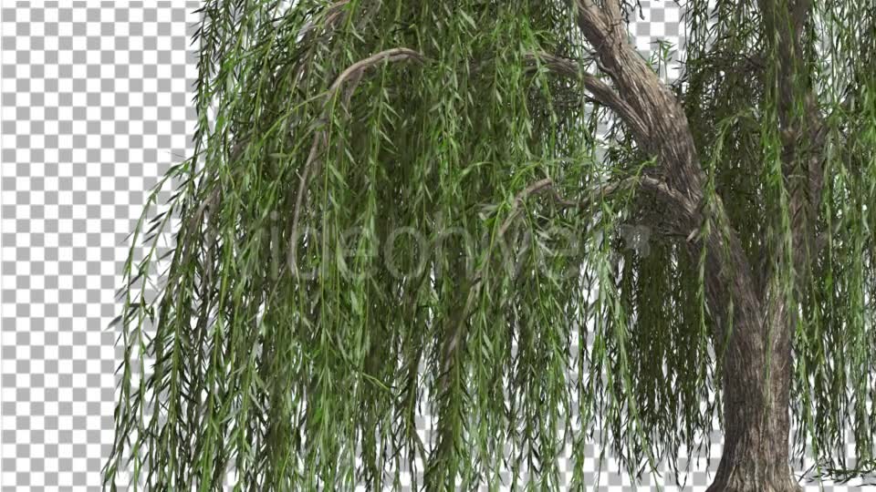 Weeping Willow Hanging Tree Branches Are Swaying - Download Videohive 14754160