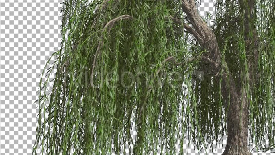 Weeping Willow Hanging Tree Branches Are Swaying - Download Videohive 14754160