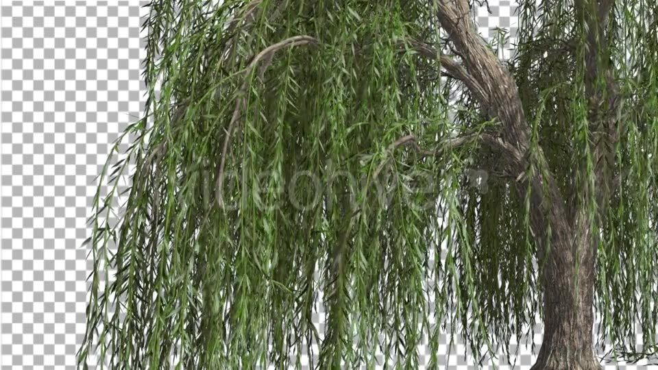 Weeping Willow Hanging Tree Branches Are Swaying - Download Videohive 14754160