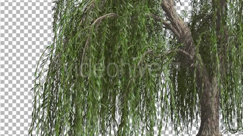 Weeping Willow Hanging Tree Branches Are Swaying - Download Videohive 14754160