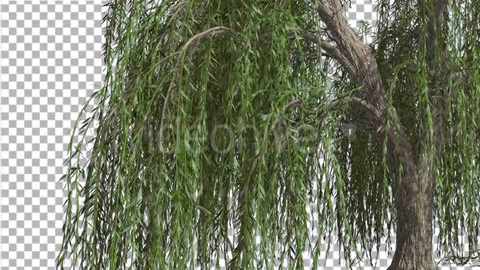 Weeping Willow Hanging Tree Branches Are Swaying - Download Videohive 14754160