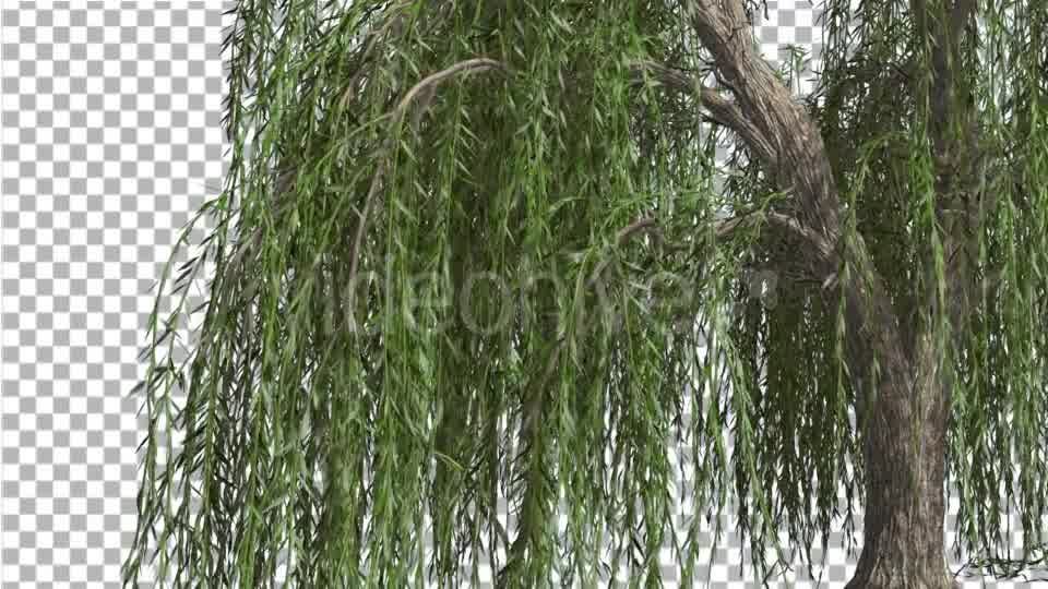 Weeping Willow Hanging Tree Branches Are Swaying - Download Videohive 14754160