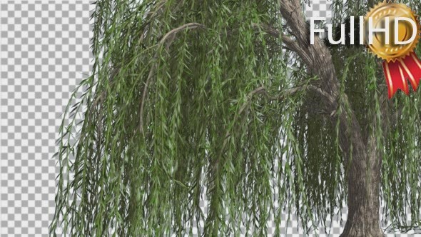 Weeping Willow Hanging Tree Branches Are Swaying - Download Videohive 14754160