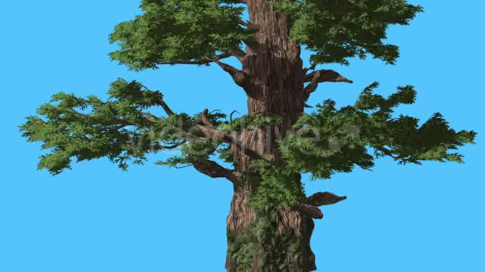 Western Juniper Bark on a Trunk Coniferous - Download Videohive 16964999