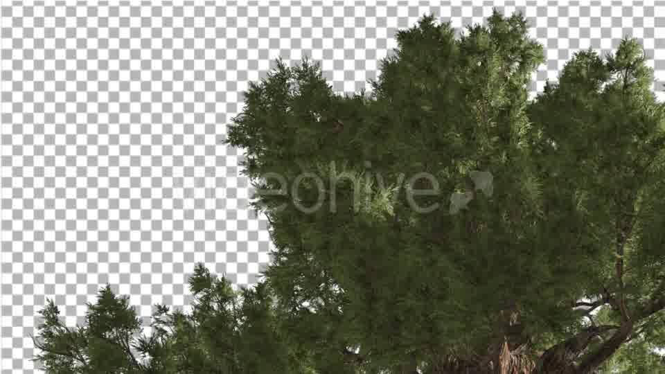 Western Juniper Branches Down up Sunny Day - Download Videohive 15424005