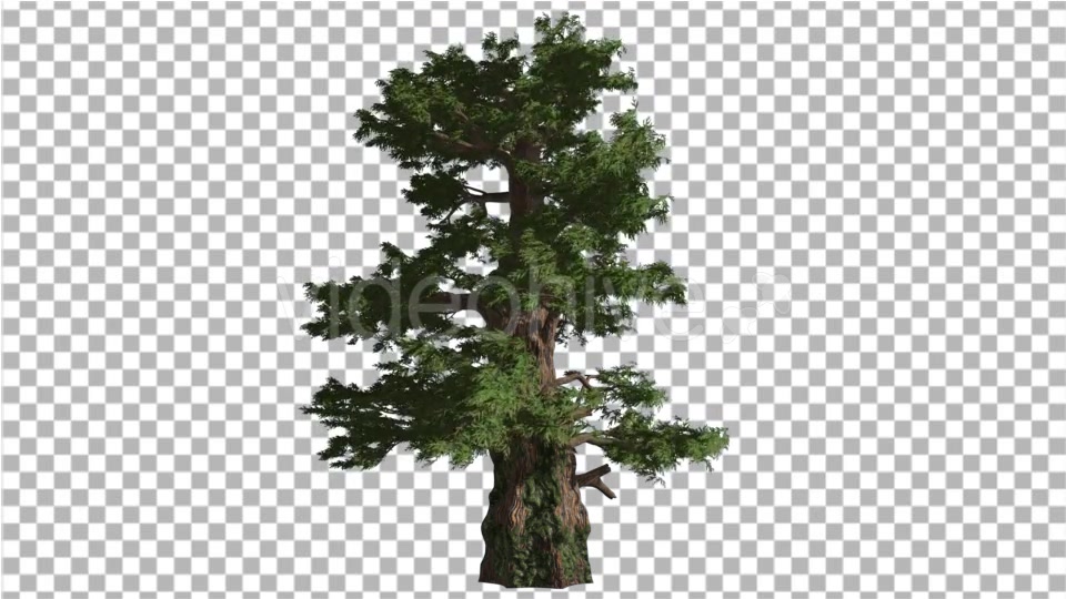 Western Juniper Branches Swaying at Strong Wind - Download Videohive 15331970