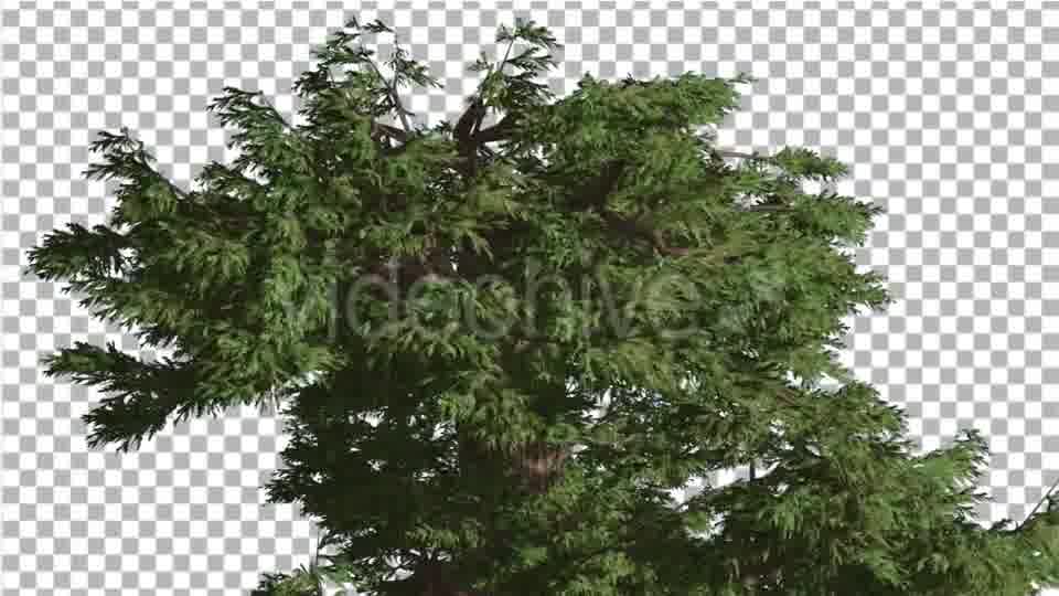 Western Juniper Branchy Crown at Strong Wind - Download Videohive 15436059