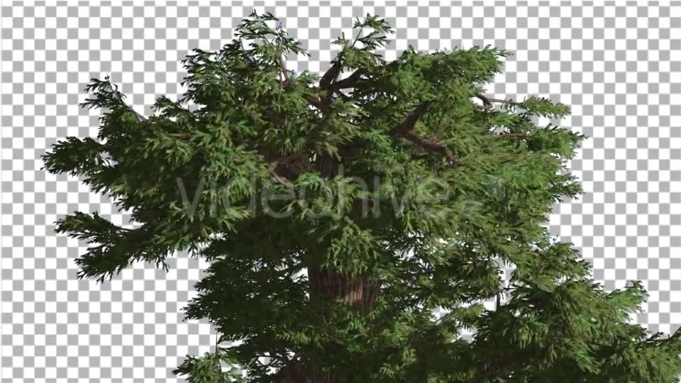 Western Juniper Branchy Crown at Strong Wind - Download Videohive 15436059