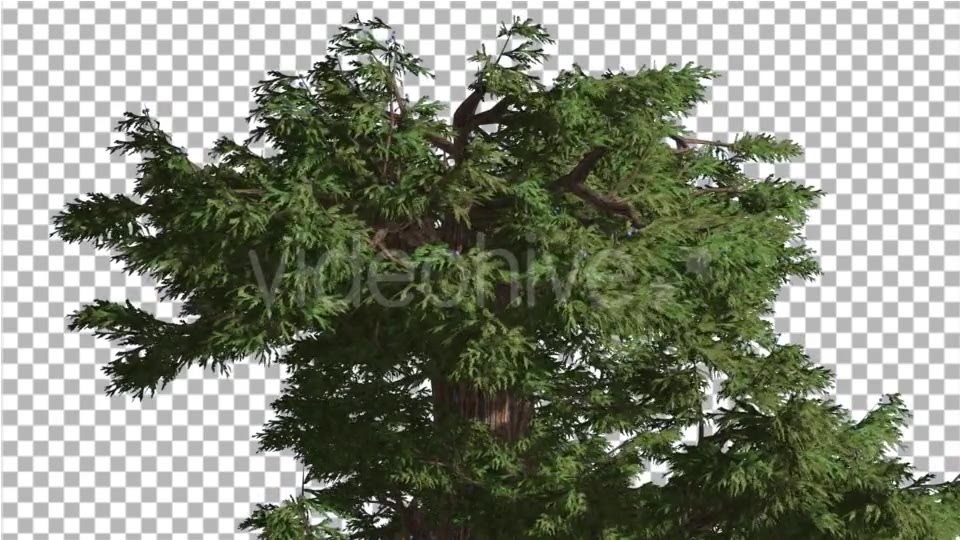 Western Juniper Branchy Crown at Strong Wind - Download Videohive 15436059