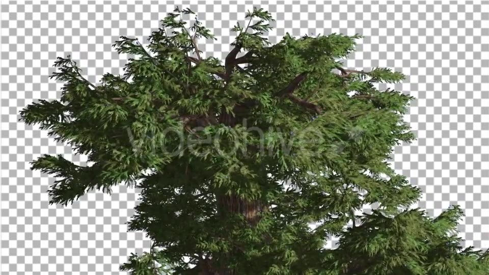 Western Juniper Branchy Crown at Strong Wind - Download Videohive 15436059