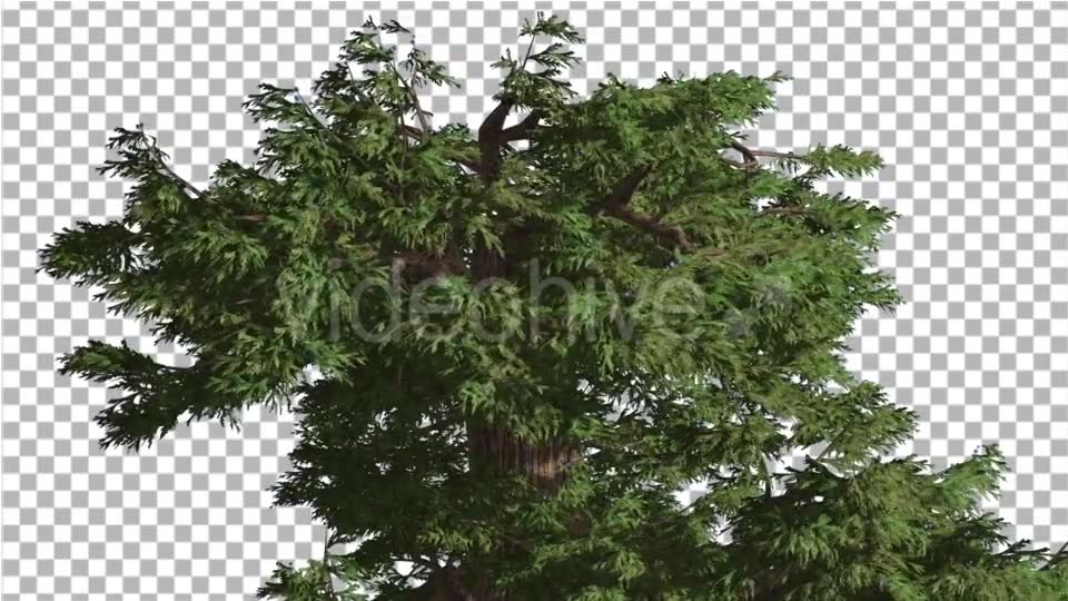 Western Juniper Branchy Crown at Strong Wind - Download Videohive 15436059