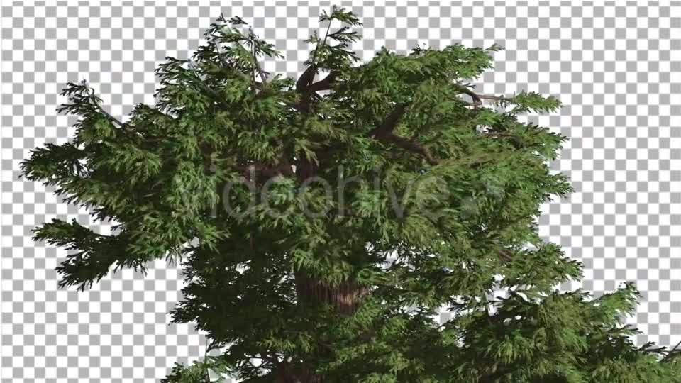 Western Juniper Branchy Crown at Strong Wind - Download Videohive 15436059