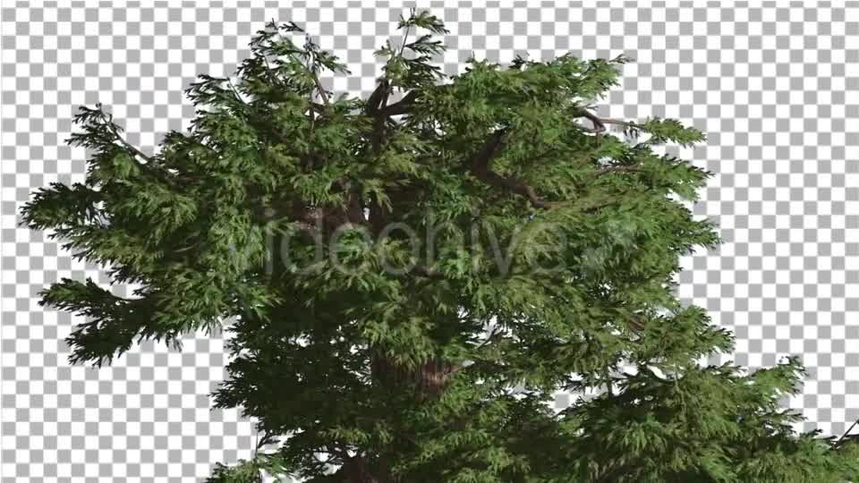 Western Juniper Branchy Crown at Strong Wind - Download Videohive 15436059