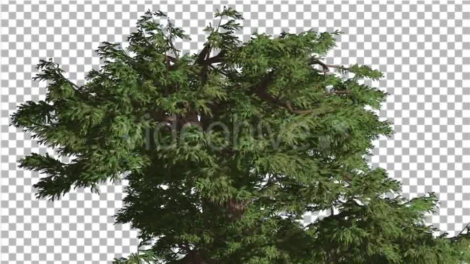 Western Juniper Branchy Crown at Strong Wind - Download Videohive 15436059