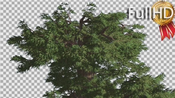 Western Juniper Branchy Crown at Strong Wind - Download Videohive 15436059