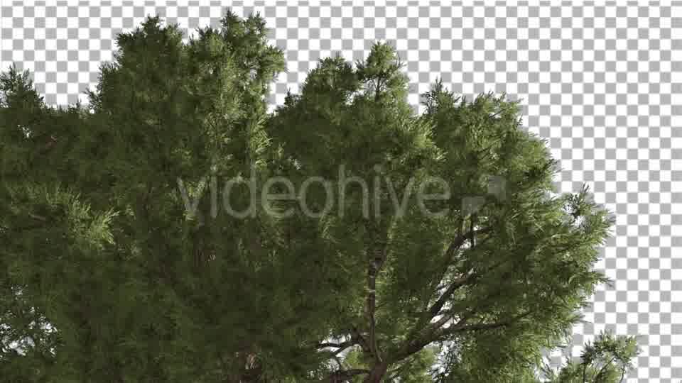 Western Juniper Branchy Green Crown of Coniferous - Download Videohive 15421787