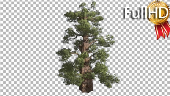 Western Juniper Cone Shaped Thick Trunk - Download Videohive 16959153