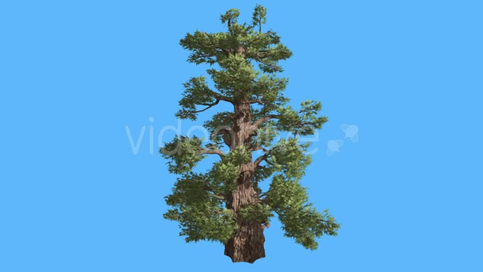 Western Juniper Cone Shaped Trunk Coniferous - Download Videohive 15451194