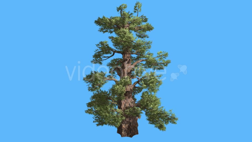 Western Juniper Cone Shaped Trunk Coniferous - Download Videohive 15451194