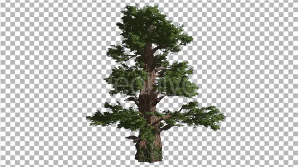 Western Juniper Coniferous Evergreen Tree - Download Videohive 15322977